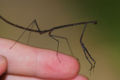 tiny walking stick