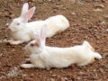 2 rabbits