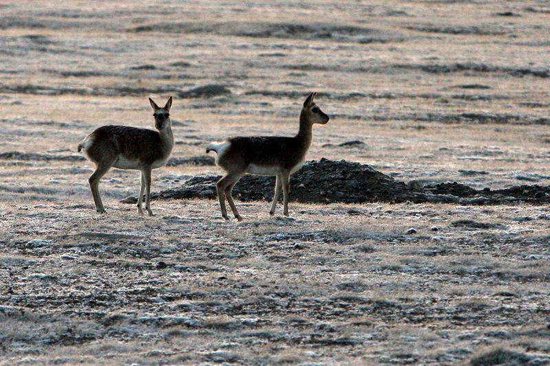 File:3 of Tibetan antelope.jpg