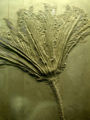 Thumbnail for version as of 17:44, 8 October 2006