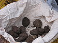 Black Truffle (Tuber melanosporum)