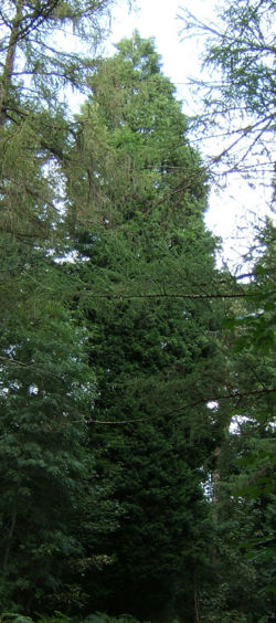 Cupressus leylandii0.jpg