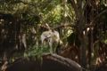 Alerted Dingo