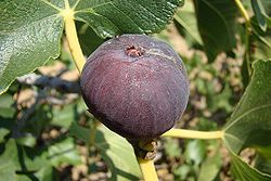 Edible fig.jpg