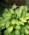 Thumbnail for version as of 05:58, 4 June 2007