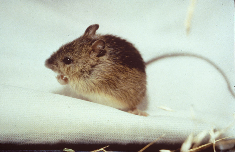 File:Jumping MOuse.jpg