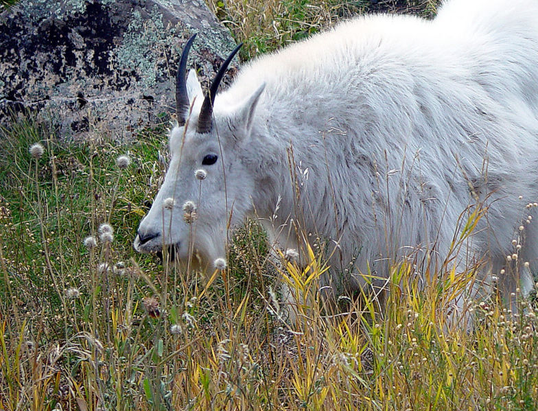 File:MountaingoatMtRushmore.jpg