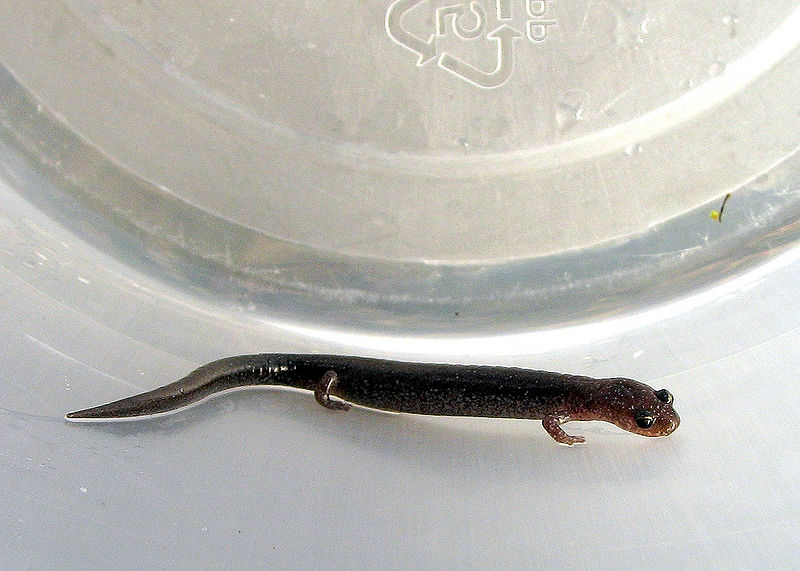 File:Plethodon cinereus.jpg