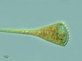 Coeruleus (S. coeruleus)