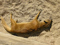 Yellow Mongoose (Cynictis penicillata)
