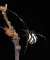 A picture of an immature black widow. (Latrodectus hesperus) Over time, the body turns black, with the red hourglass on the underside.
