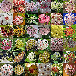 Behold the varied and glorious Hoya!.jpg