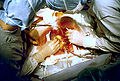 Thumbnail for version as of 09:42, 18 November 2011