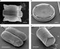 Scanning Electron Micrographs of Diatoms.