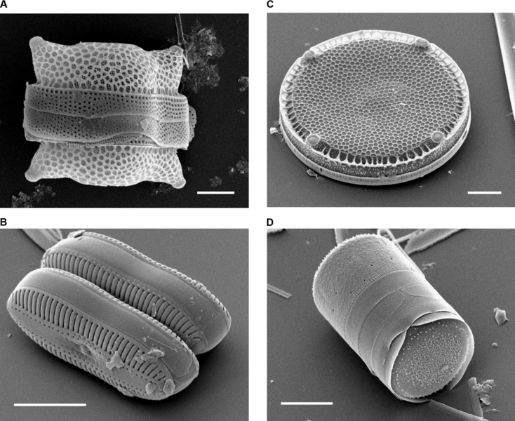 Ficheiro:Classified Diatoms.png