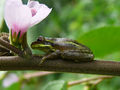 Thumbnail for version as of 05:39, 10 October 2013