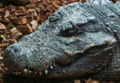 West African Dwarf Crocodile (Osteolaemus tetraspis ) O. t. tetraspis