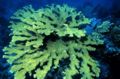 Elkhorn Coral (Acropora Palmata)