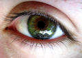 Thumbnail for version as of 03:05, 25 January 2008