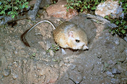 Kangaroo Rat.jpg