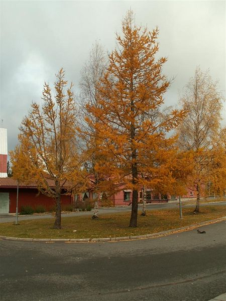File:Larix decidua 2.jpg
