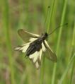 (Ascalaphus libelluloides) Order: Nueroptera
