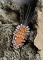 The Peacock Mite (Tuckerella sp.)