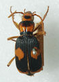 Australian Bombardier Beetlee (P. verticalis) Genus: Pheropsophus