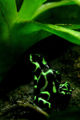 A Green and Black Dyeing Poison Dart Frog
