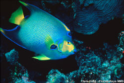 Queen Angelfish noaa.jpg