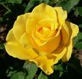 Yellow Rose (New Day)