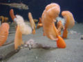 Sea Pens with anemones.