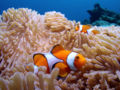 A soft bed for the clownfish