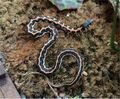 Blackneck Garter Snake (T. cyrtopsis ocellatus)