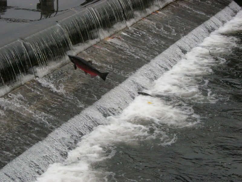 File:53216000 d66c6b3ccc b.jpg