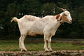 Domestic Goat (Capra aegagrus hircus)