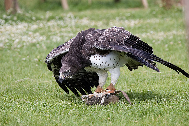 File:African Martial Eagle.jpg