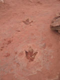 Dino tracks.jpg