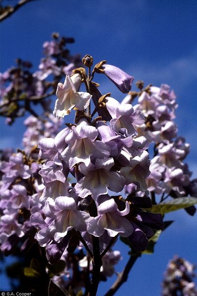 File:Empress Tree flowers.jpg