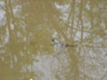 Yellow-bellied Toad (Bombina variegata)