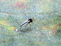 Thumbnail for version as of 05:13, 1 December 2009