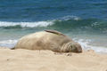 Hawaiian monk seal (M. schauinslandi)