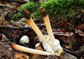 Mutinus caninus (Mutinus caninus) M. caninus
