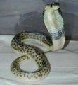 Javan spitting cobra ( Naja sputatrix)