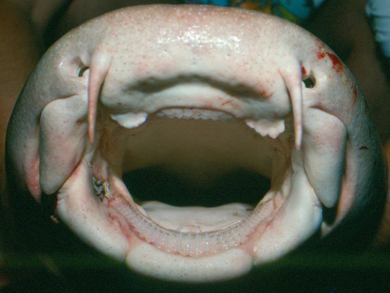 File:Nurse shark face.jpg