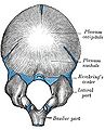 Displays immature occipital bone at birth.