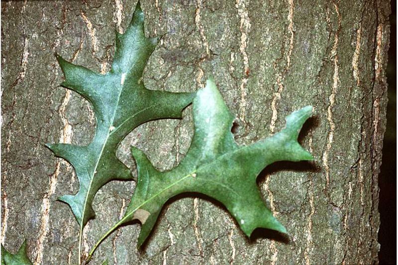 File:Pin oak tree leaf.jpg