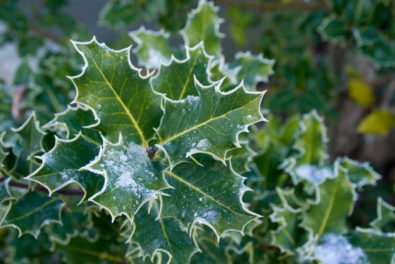 File:Prickly holly leaves.jpg