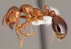 Solenopsis invicta profile .jpg