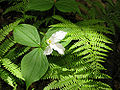 Lady fern (Athyrium filix-femina) Family: Dryopteridaceae